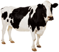 Cash Cow