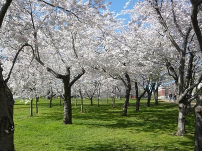 spring
